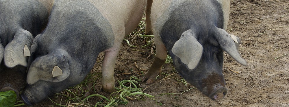 Une race de porcs à dévouvrir et à préserver